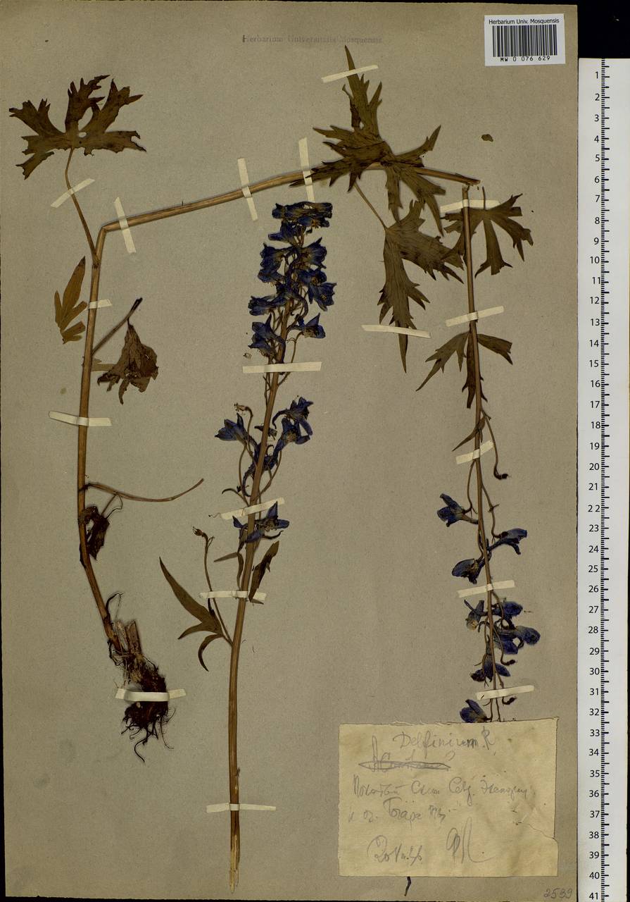 Delphinium elatum L., Siberia, Western Siberia (S1) (Russia)