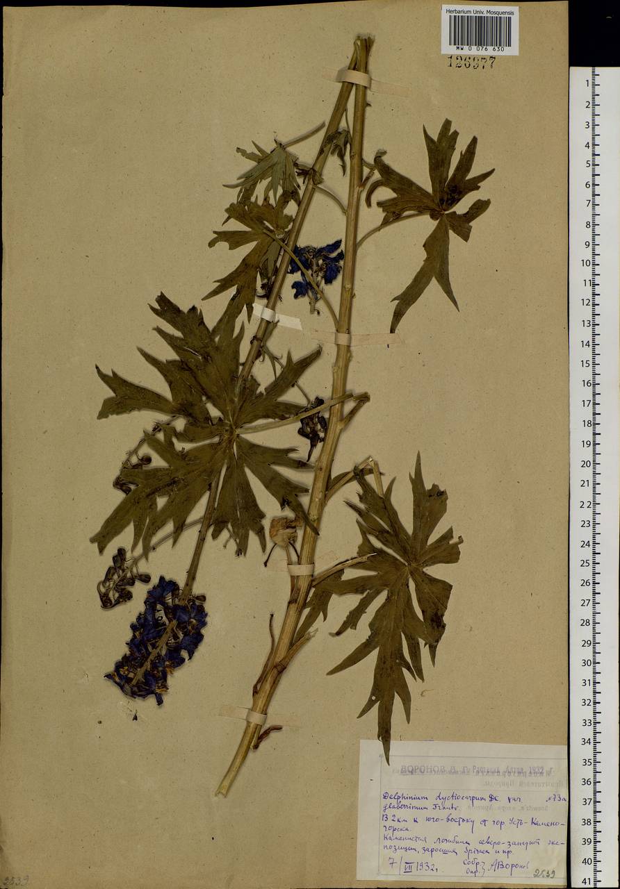 Delphinium dictyocarpum DC., Siberia, Western (Kazakhstan) Altai Mountains (S2a) (Kazakhstan)