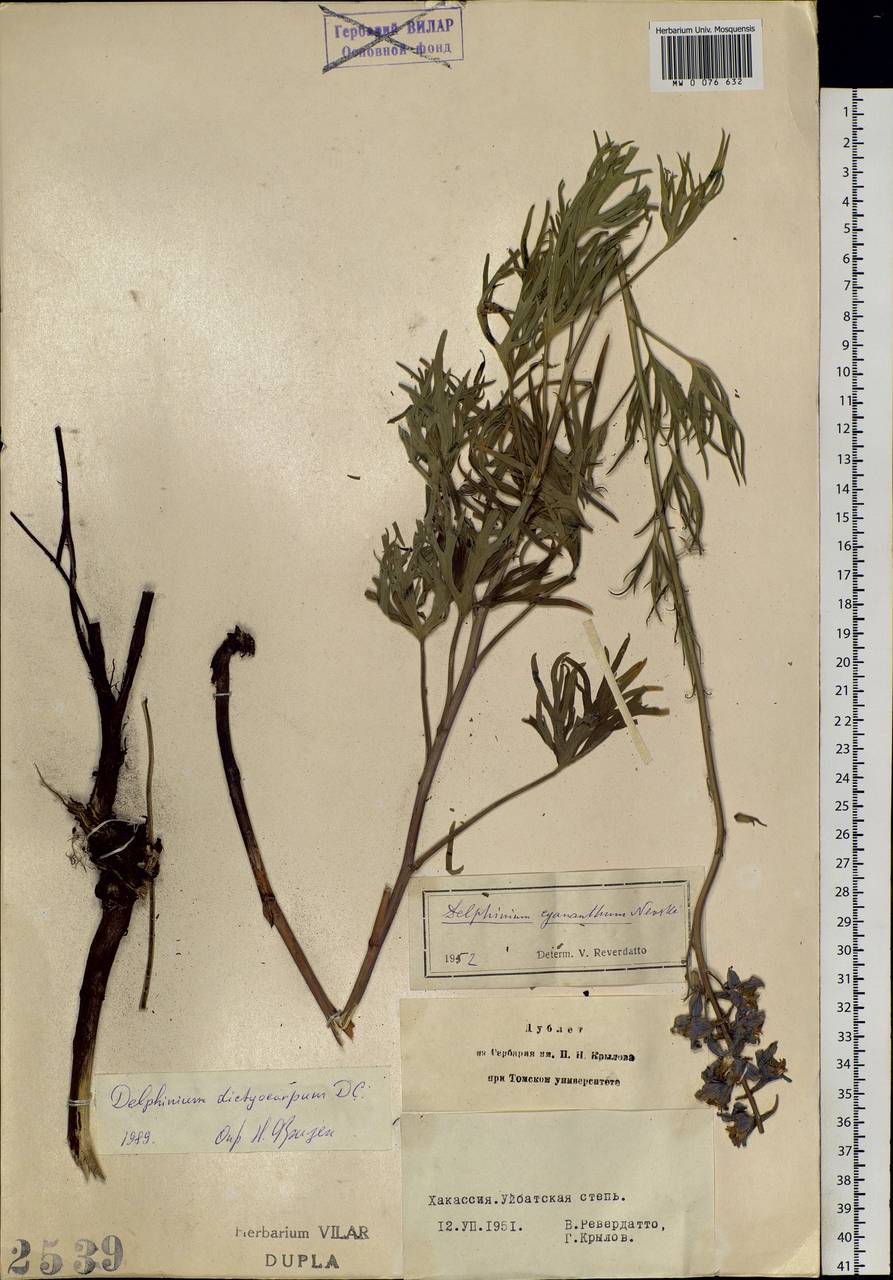 Delphinium dictyocarpum DC., Siberia, Altai & Sayany Mountains (S2) (Russia)