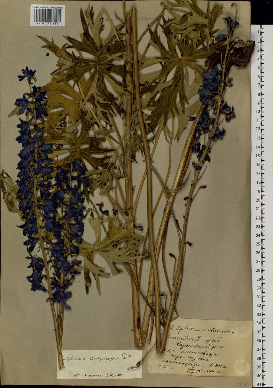 Delphinium dictyocarpum DC., Siberia, Altai & Sayany Mountains (S2) (Russia)