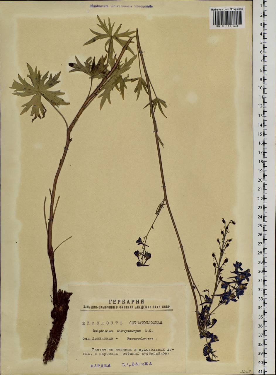 Delphinium dictyocarpum DC., Siberia, Western Siberia (S1) (Russia)