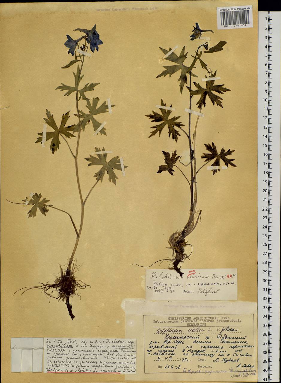 Delphinium elatum subsp. cryophilum (Nevski) Jurtzev, Siberia, Central Siberia (S3) (Russia)