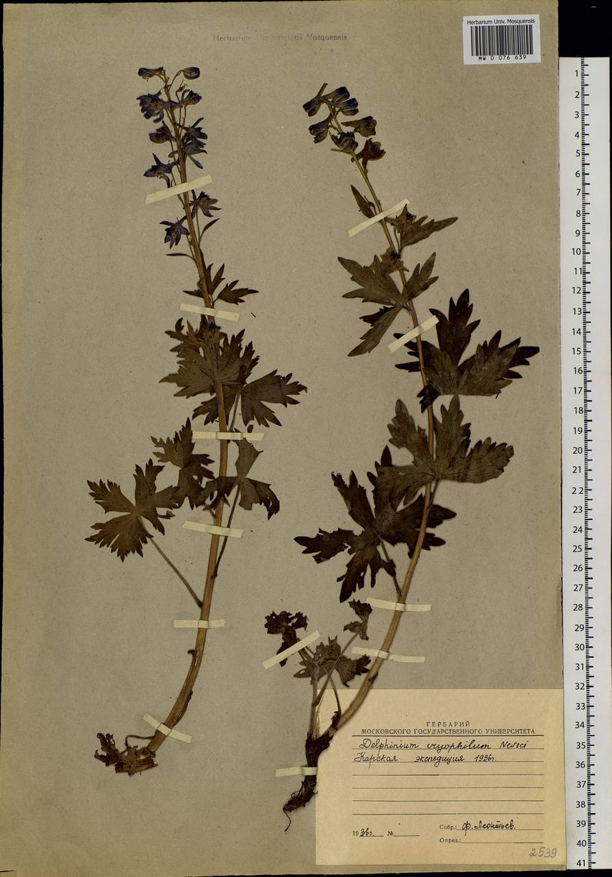 Delphinium elatum subsp. cryophilum (Nevski) Jurtzev, Siberia, Western Siberia (S1) (Russia)