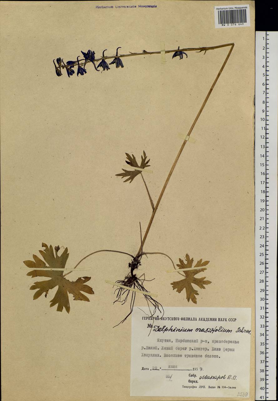 Delphinium crassifolium Schrad. ex Spreng., Siberia, Yakutia (S5) (Russia)
