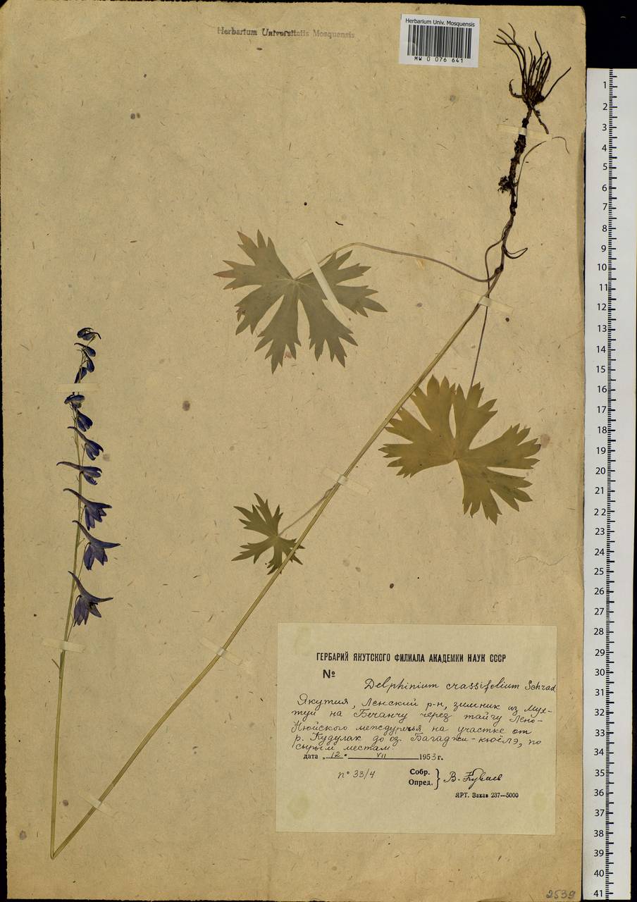 Delphinium crassifolium Schrad. ex Spreng., Siberia, Yakutia (S5) (Russia)