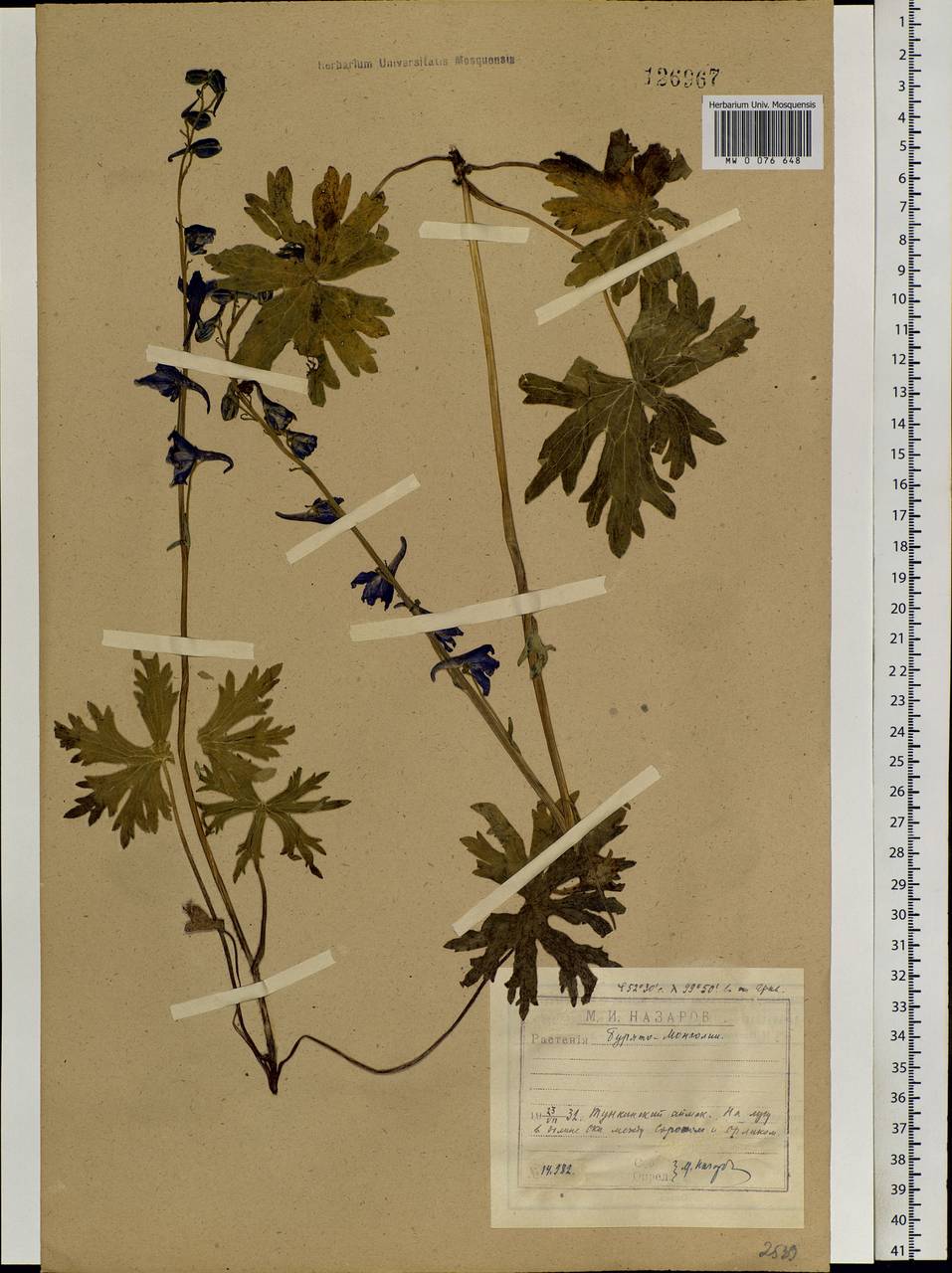 Delphinium crassifolium Schrad. ex Spreng., Siberia, Baikal & Transbaikal region (S4) (Russia)