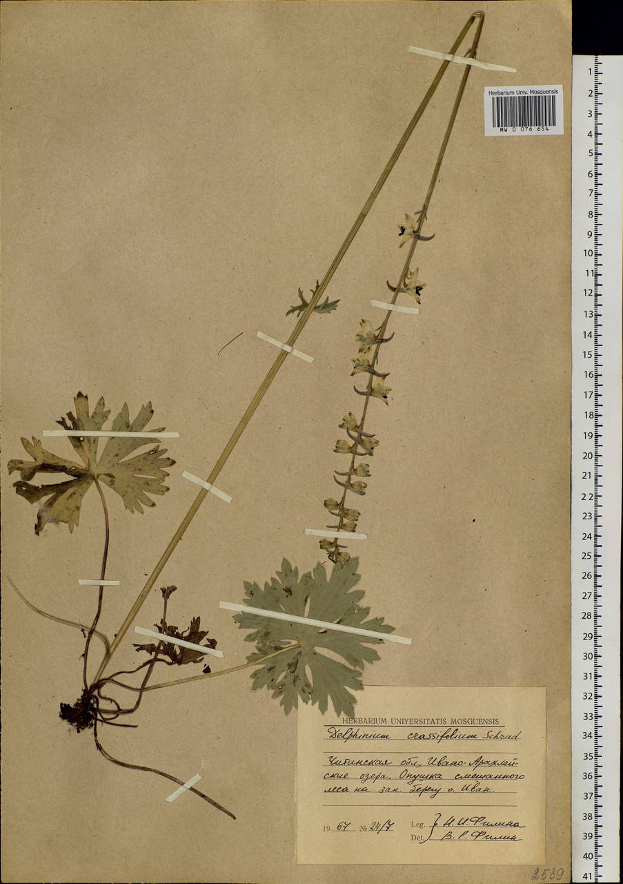 Delphinium crassifolium Schrad. ex Spreng., Siberia, Baikal & Transbaikal region (S4) (Russia)