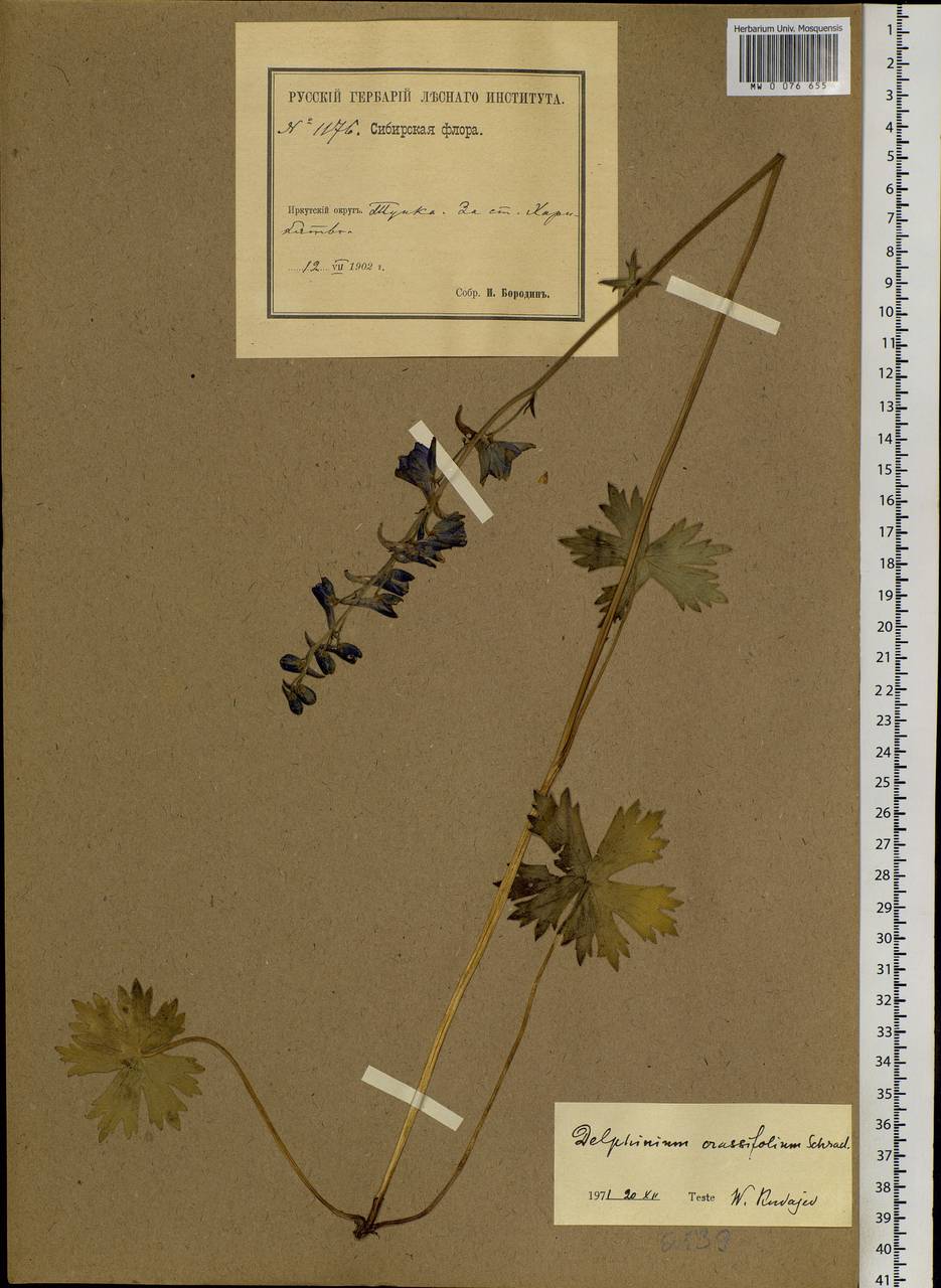 Delphinium crassifolium Schrad. ex Spreng., Siberia, Baikal & Transbaikal region (S4) (Russia)