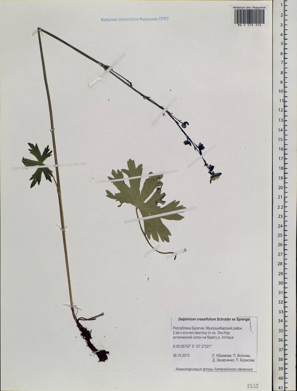 Delphinium crassifolium Schrad. ex Spreng., Siberia, Baikal & Transbaikal region (S4) (Russia)