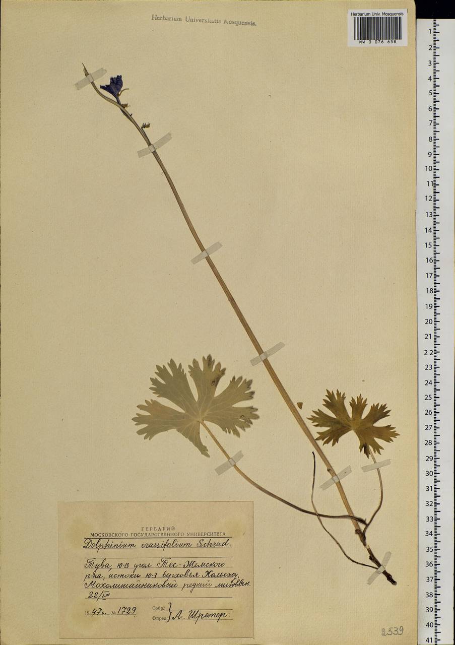 Delphinium crassifolium Schrad. ex Spreng., Siberia, Altai & Sayany Mountains (S2) (Russia)