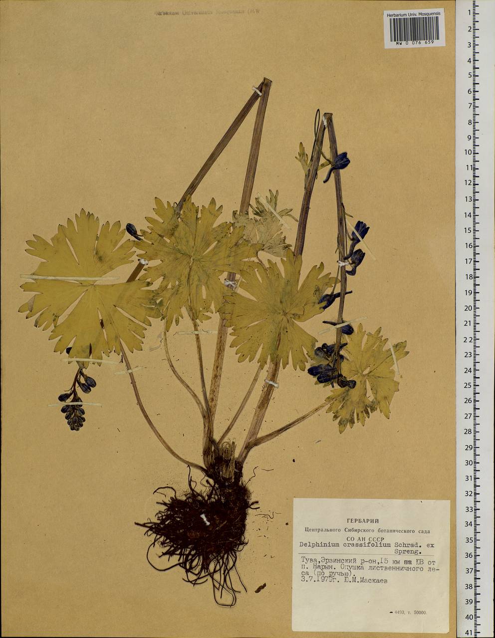 Delphinium crassifolium Schrad. ex Spreng., Siberia, Altai & Sayany Mountains (S2) (Russia)