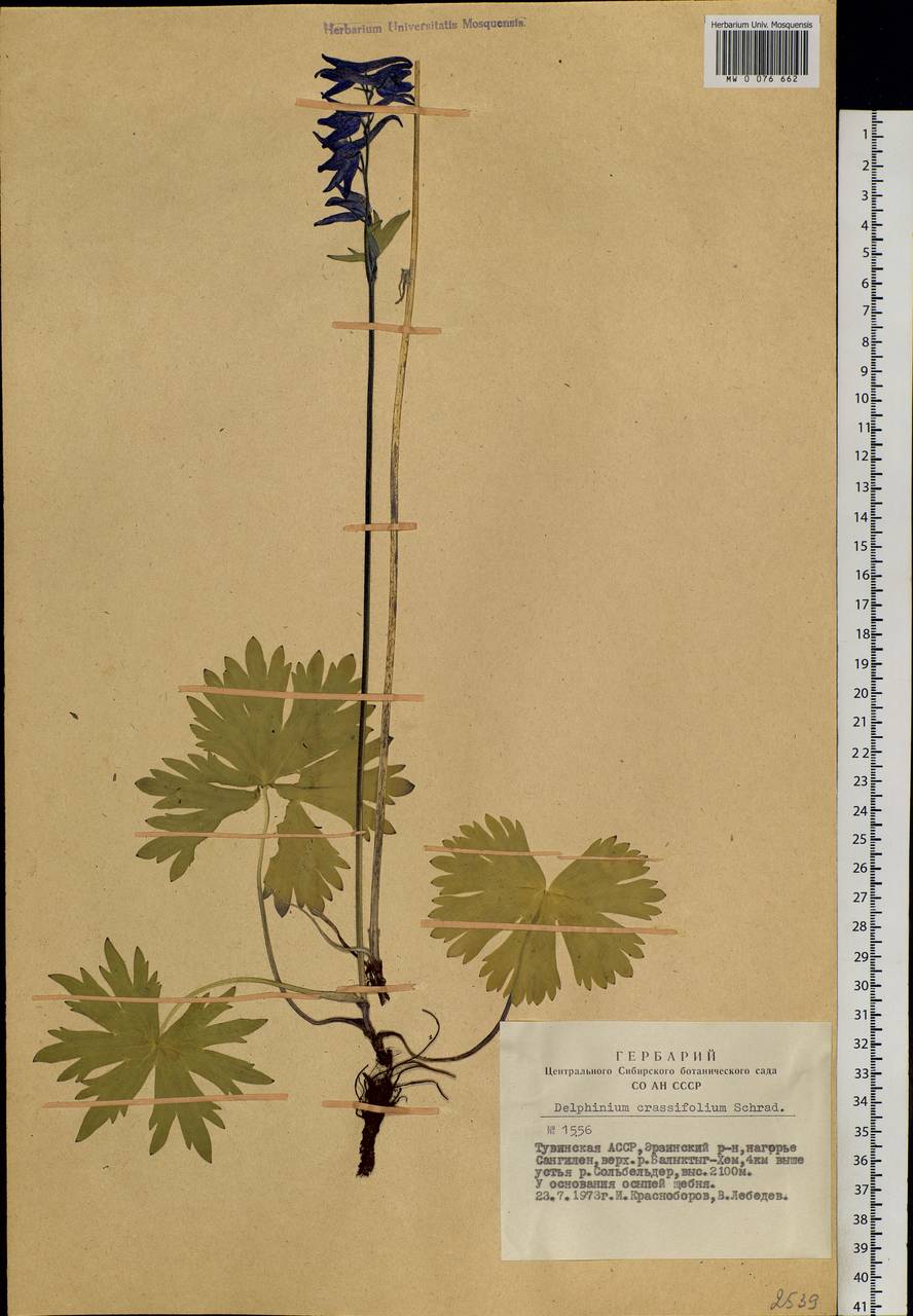 Delphinium crassifolium Schrad. ex Spreng., Siberia, Altai & Sayany Mountains (S2) (Russia)
