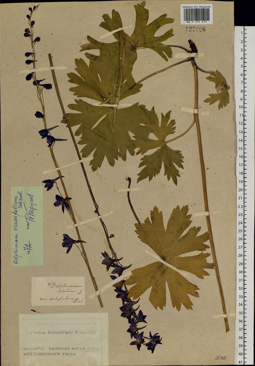 Delphinium crassifolium Schrad. ex Spreng., Siberia, Altai & Sayany Mountains (S2) (Russia)