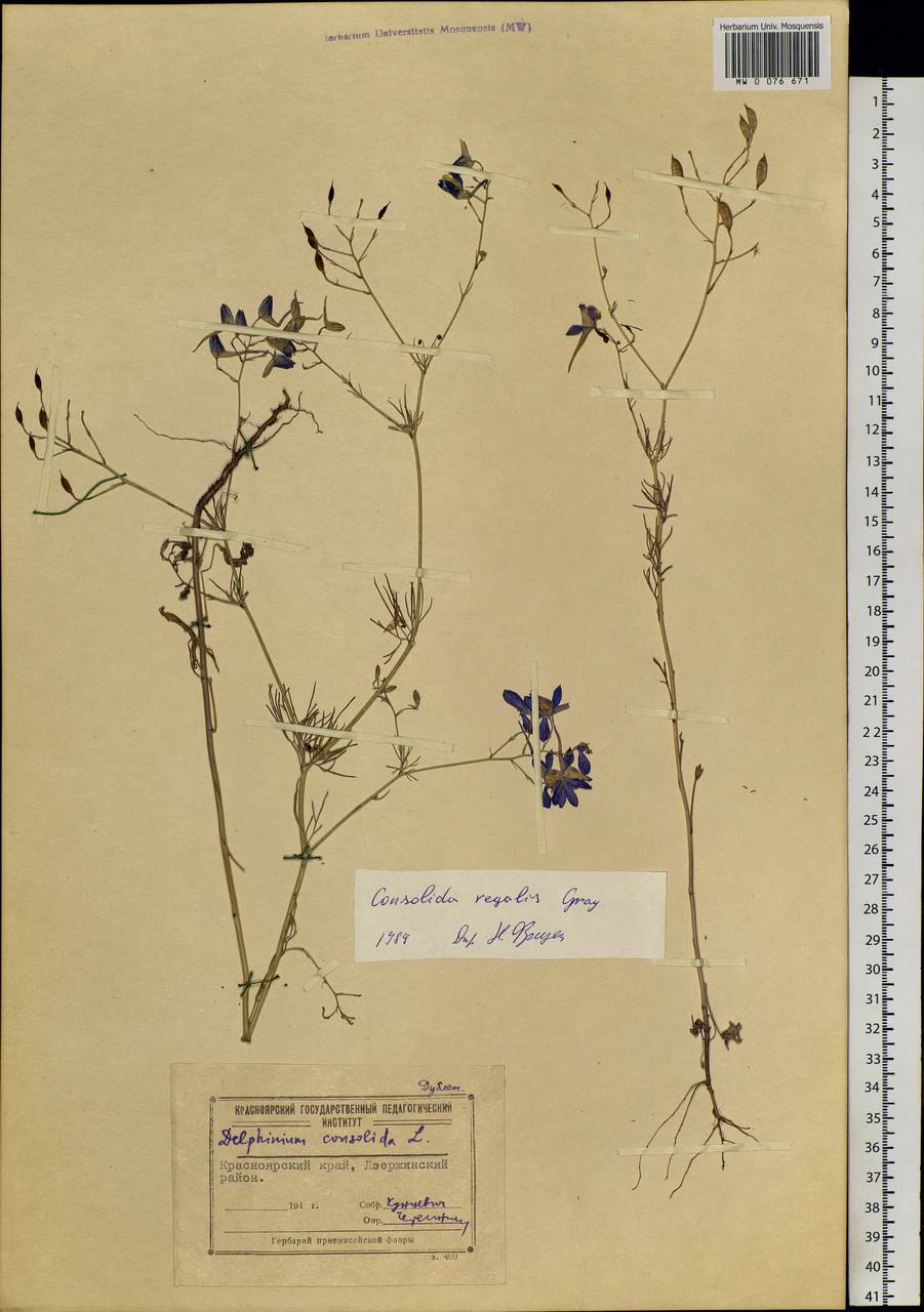 Delphinium consolida subsp. consolida, Siberia, Central Siberia (S3) (Russia)