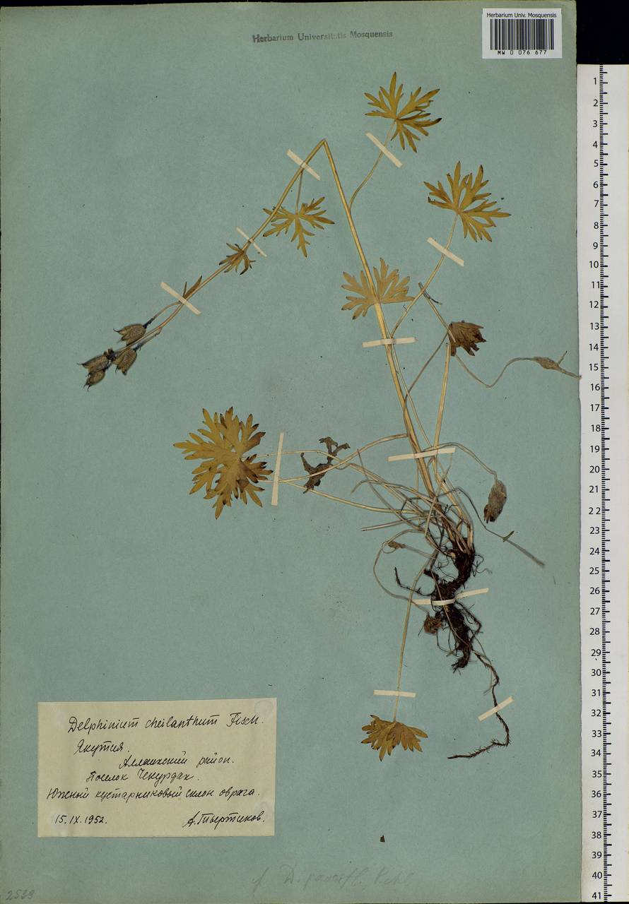 Delphinium cheilanthum Fisch. ex DC., Siberia, Yakutia (S5) (Russia)