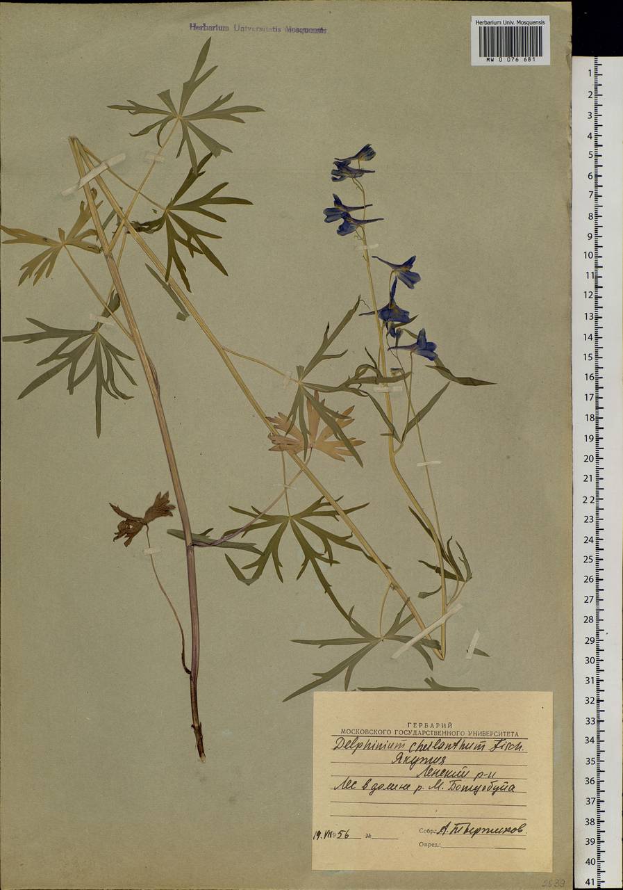 Delphinium cheilanthum Fisch. ex DC., Siberia, Yakutia (S5) (Russia)