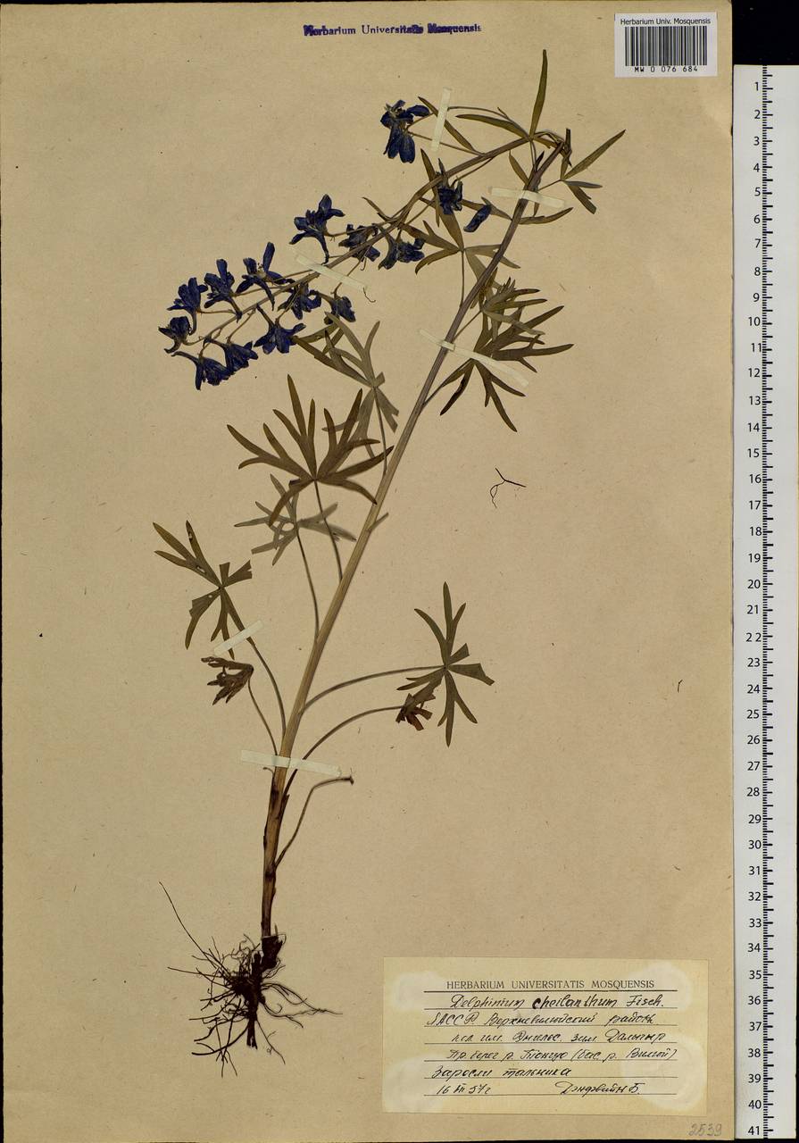 Delphinium cheilanthum Fisch. ex DC., Siberia, Yakutia (S5) (Russia)