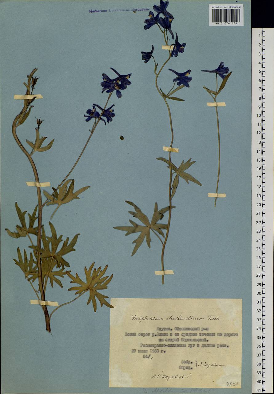 Delphinium cheilanthum Fisch. ex DC., Siberia, Yakutia (S5) (Russia)