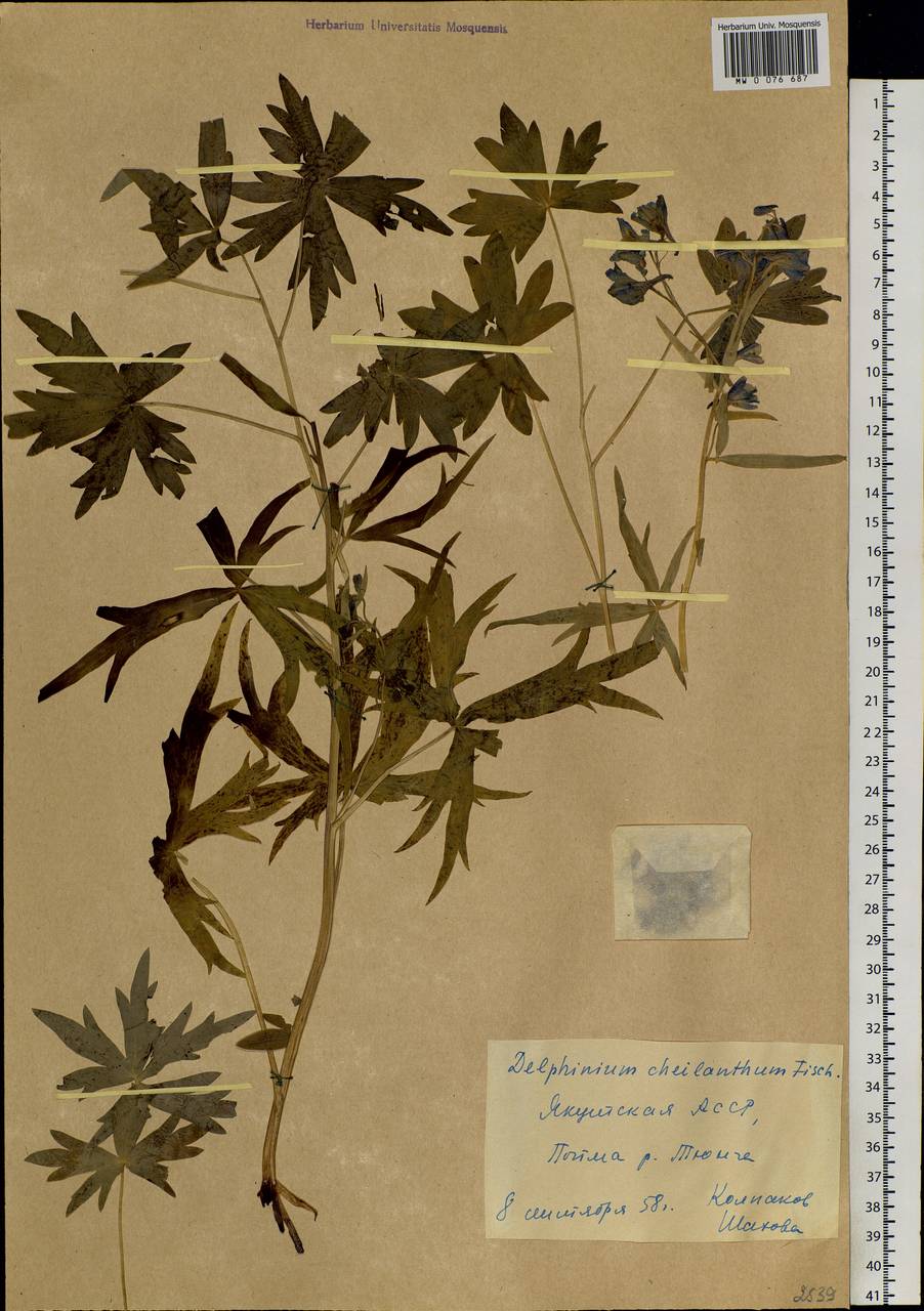 Delphinium cheilanthum Fisch. ex DC., Siberia, Yakutia (S5) (Russia)