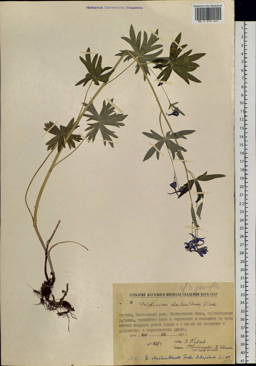 Delphinium cheilanthum Fisch. ex DC., Siberia, Yakutia (S5) (Russia)