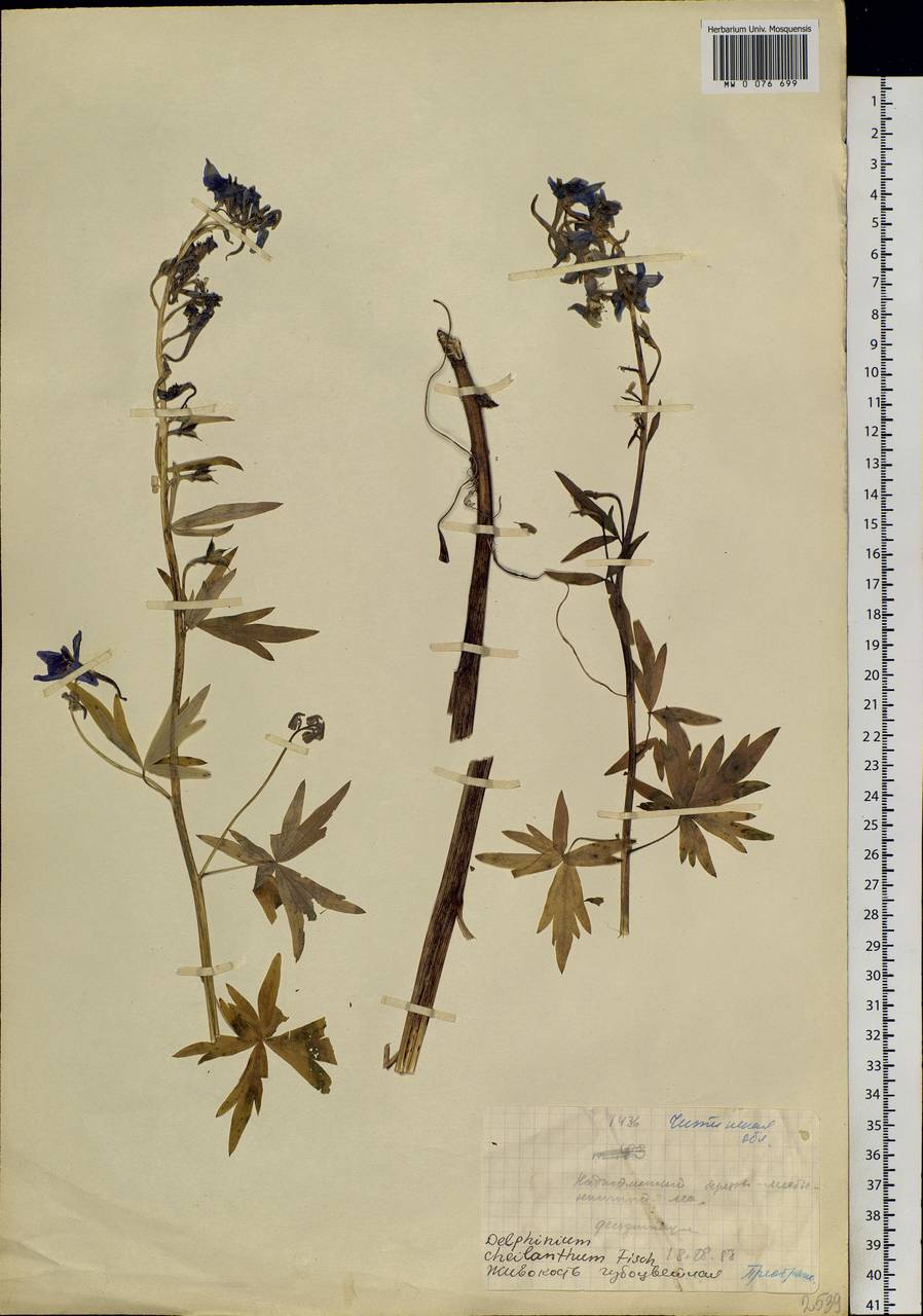 Delphinium cheilanthum Fisch. ex DC., Siberia, Baikal & Transbaikal region (S4) (Russia)
