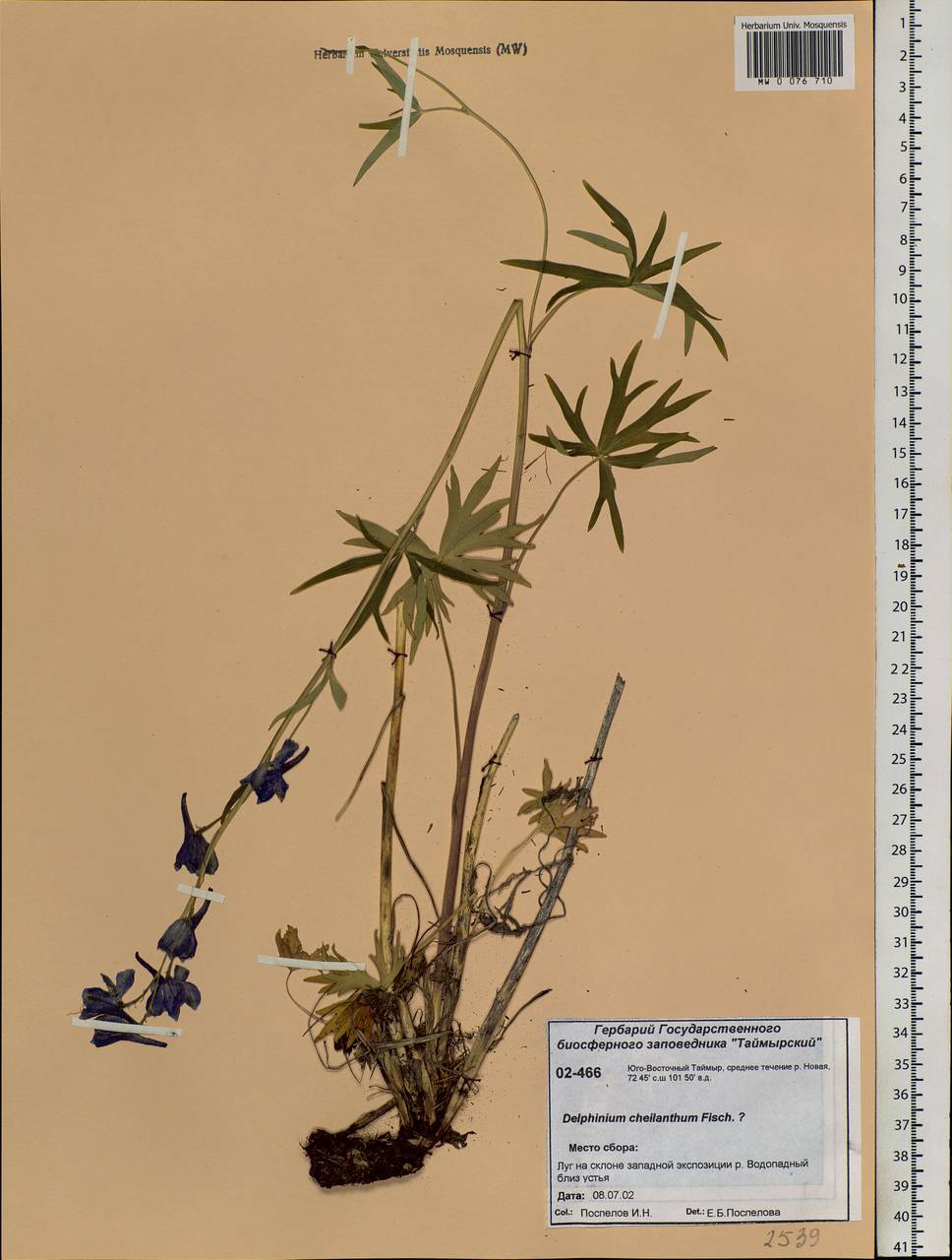 Delphinium cheilanthum Fisch. ex DC., Siberia, Central Siberia (S3) (Russia)