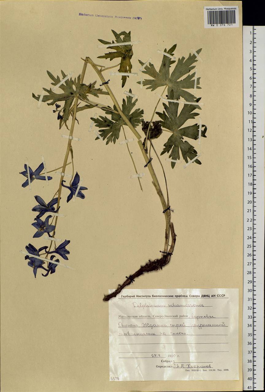 Delphinium chamissonis Pritz. ex Walp., Siberia, Chukotka & Kamchatka (S7) (Russia)