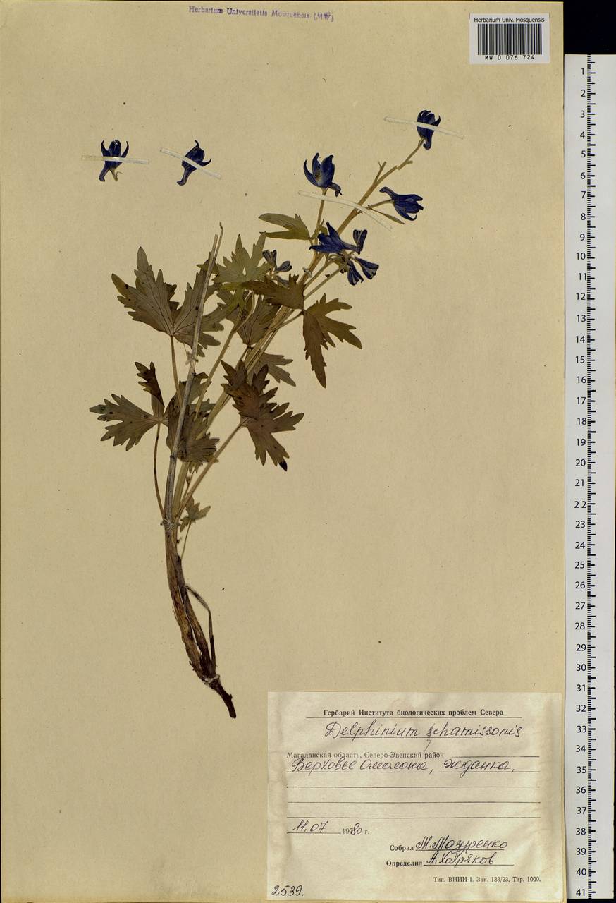Delphinium chamissonis Pritz. ex Walp., Siberia, Chukotka & Kamchatka (S7) (Russia)