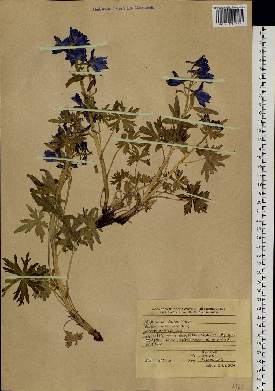 Delphinium chamissonis Pritz. ex Walp., Siberia, Chukotka & Kamchatka (S7) (Russia)