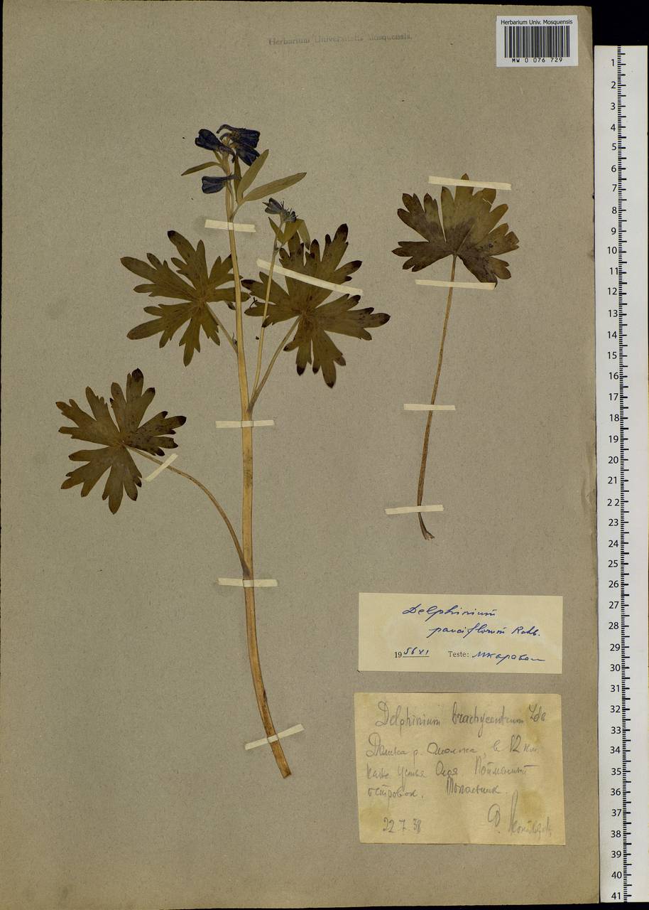 Delphinium chamissonis Pritz. ex Walp., Siberia, Chukotka & Kamchatka (S7) (Russia)