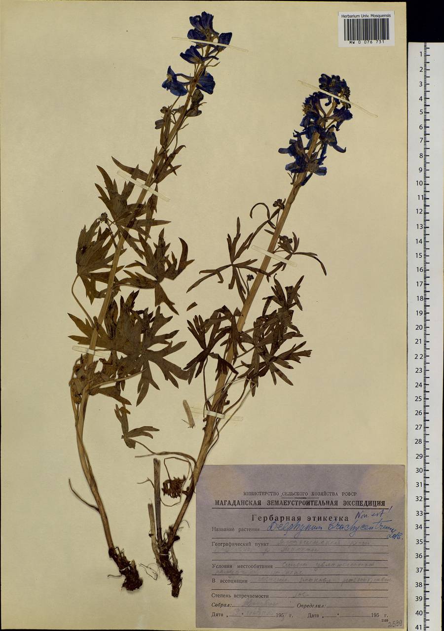 Delphinium chamissonis Pritz. ex Walp., Siberia, Chukotka & Kamchatka (S7) (Russia)
