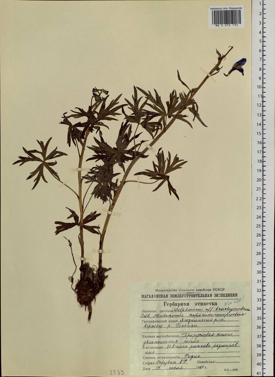 Delphinium chamissonis Pritz. ex Walp., Siberia, Chukotka & Kamchatka (S7) (Russia)