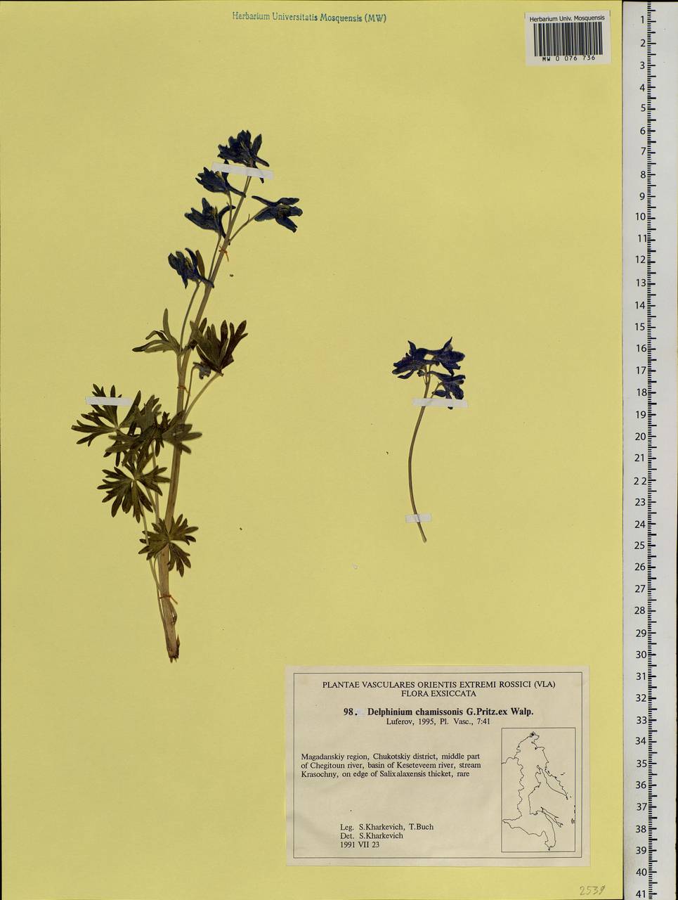 Delphinium chamissonis Pritz. ex Walp., Siberia, Chukotka & Kamchatka (S7) (Russia)