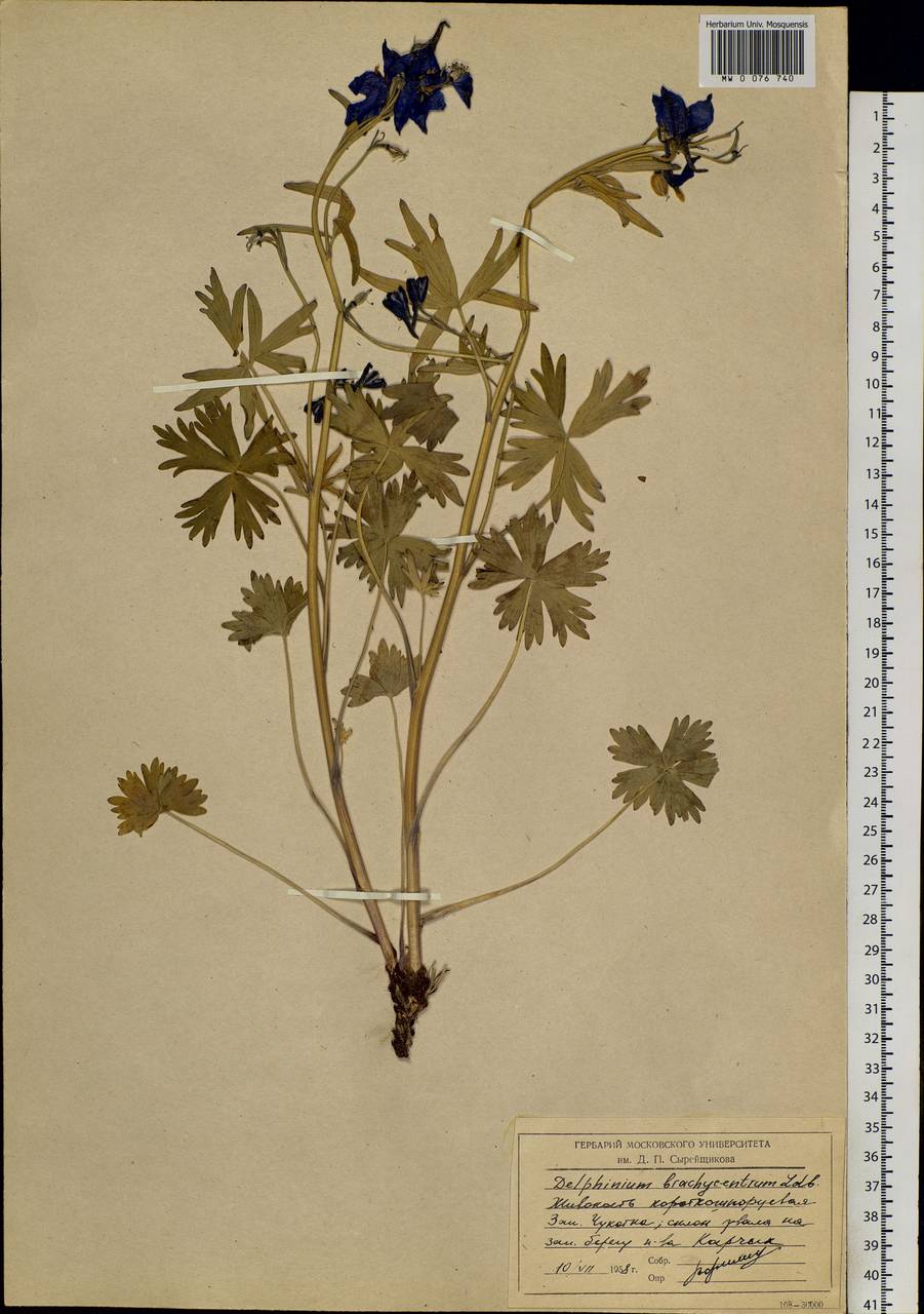 Delphinium chamissonis Pritz. ex Walp., Siberia, Chukotka & Kamchatka (S7) (Russia)