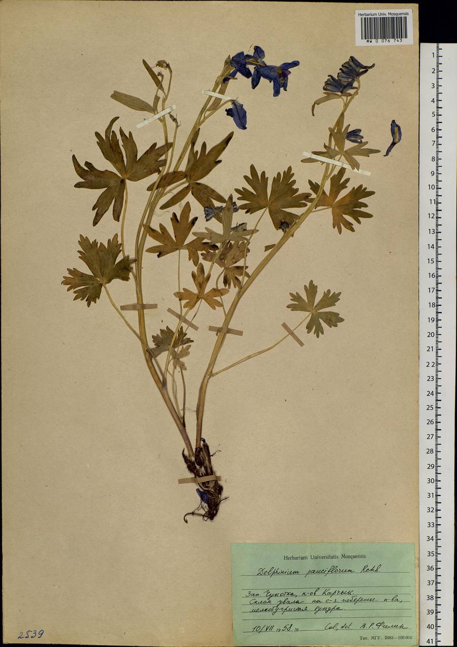 Delphinium chamissonis Pritz. ex Walp., Siberia, Chukotka & Kamchatka (S7) (Russia)