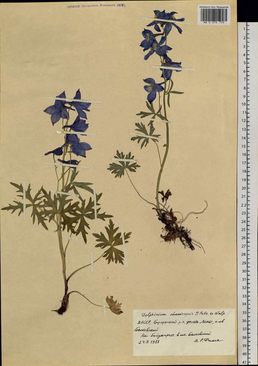 Delphinium chamissonis Pritz. ex Walp., Siberia, Yakutia (S5) (Russia)