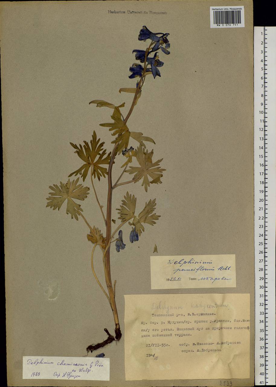 Delphinium chamissonis Pritz. ex Walp., Siberia, Yakutia (S5) (Russia)