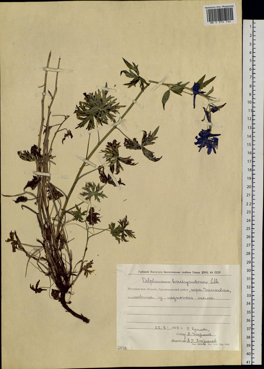 Delphinium brachycentrum Ledeb., Siberia, Chukotka & Kamchatka (S7) (Russia)