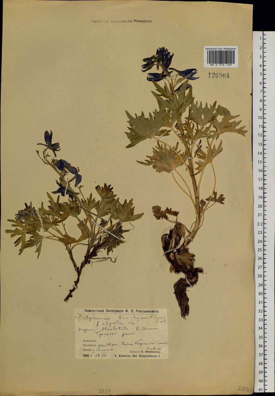 Delphinium brachycentrum Ledeb., Siberia, Chukotka & Kamchatka (S7) (Russia)