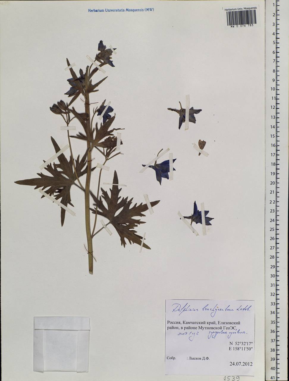 Delphinium brachycentrum Ledeb., Siberia, Chukotka & Kamchatka (S7) (Russia)