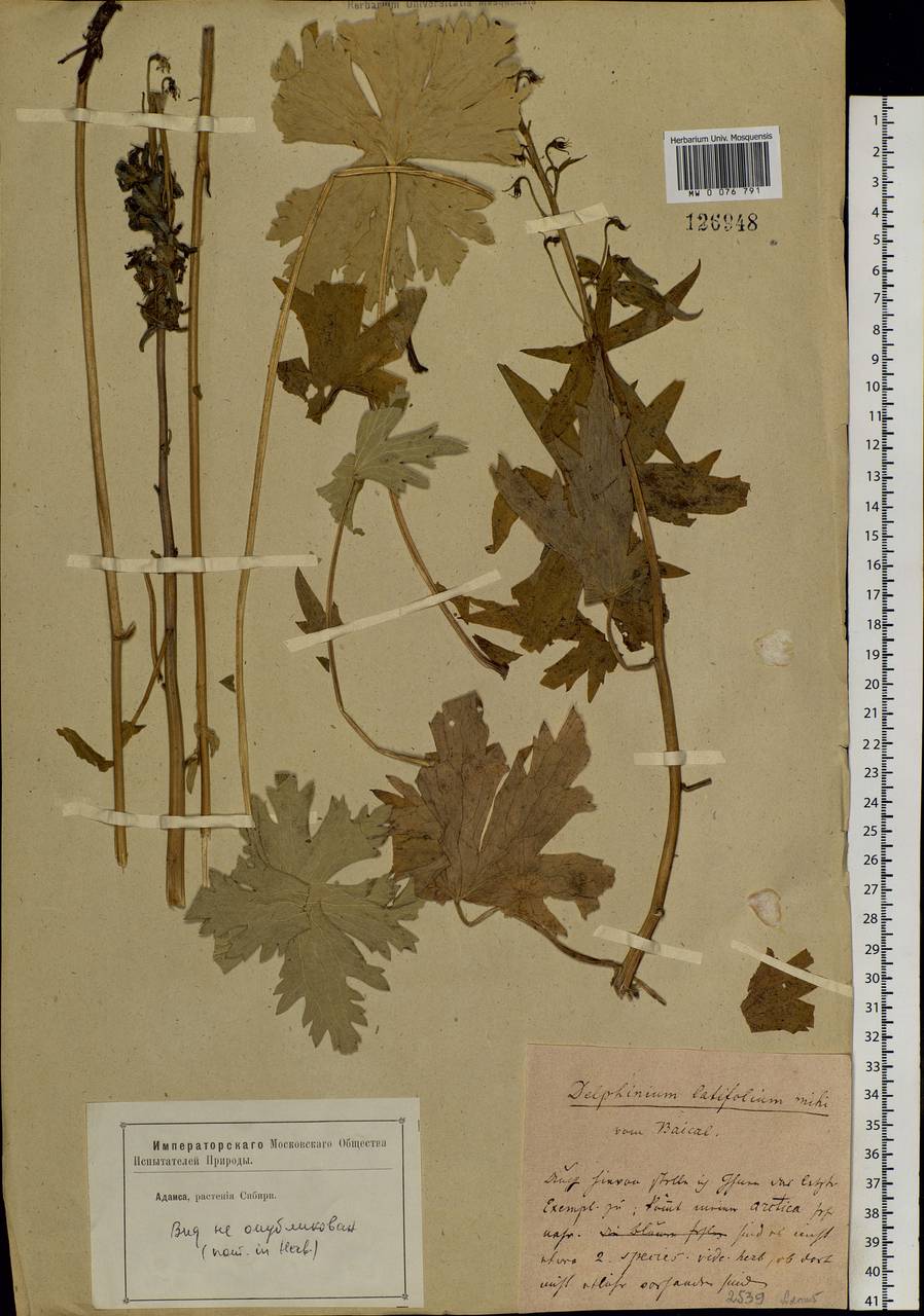 Delphinium, Siberia, Baikal & Transbaikal region (S4) (Russia)