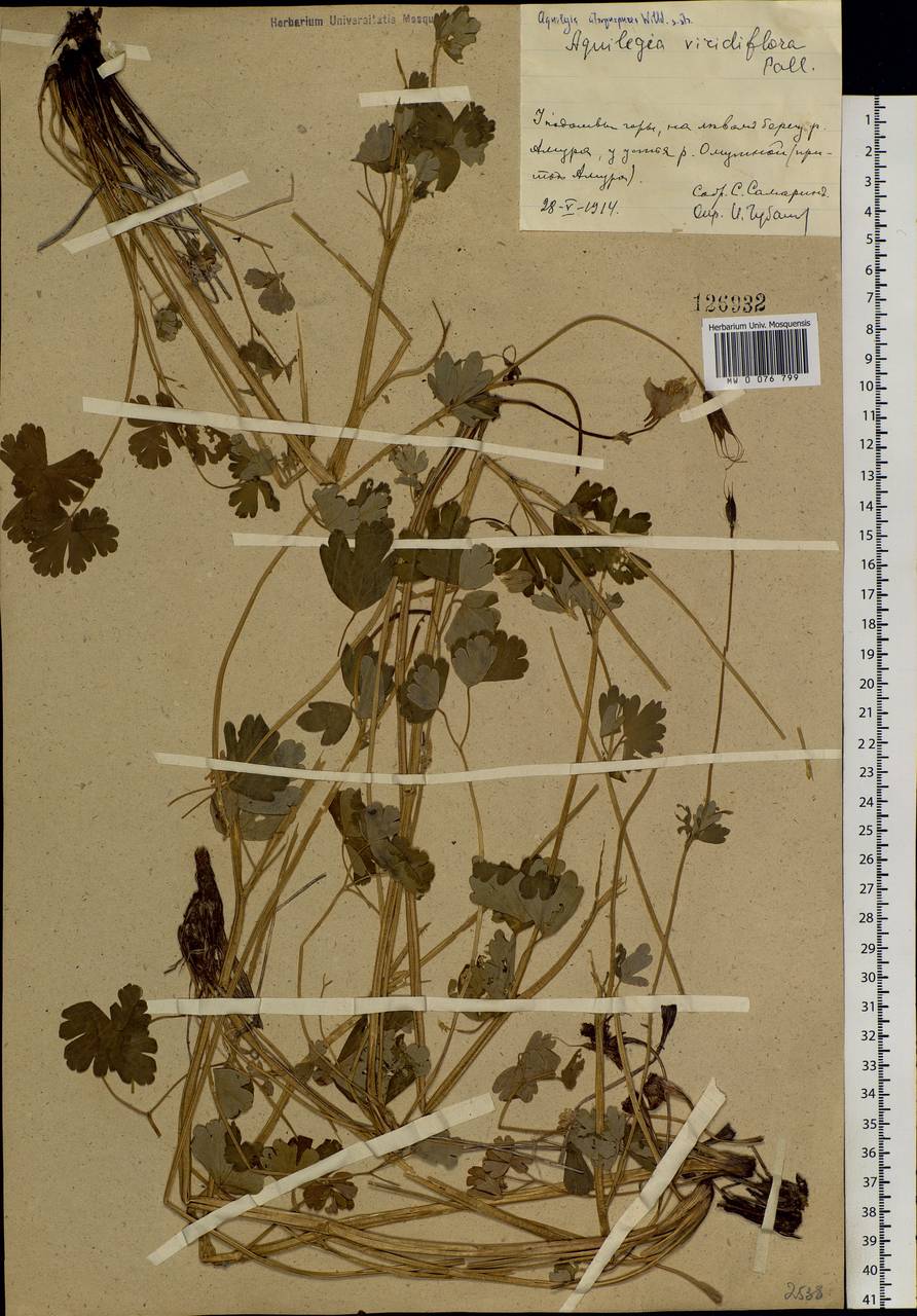 Aquilegia viridiflora Pall., Siberia, Russian Far East (S6) (Russia)