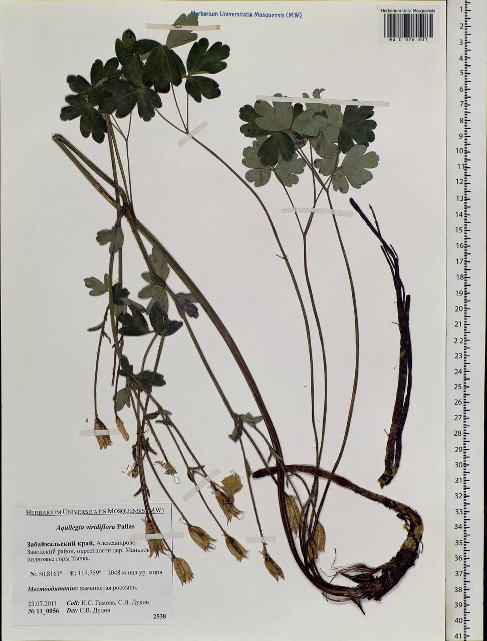 Aquilegia viridiflora Pall., Siberia, Baikal & Transbaikal region (S4) (Russia)
