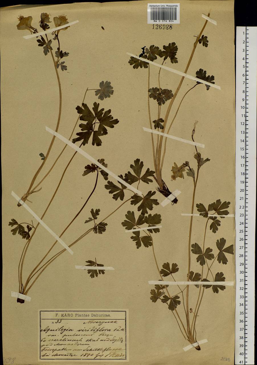 Aquilegia viridiflora Pall., Siberia, Baikal & Transbaikal region (S4) (Russia)