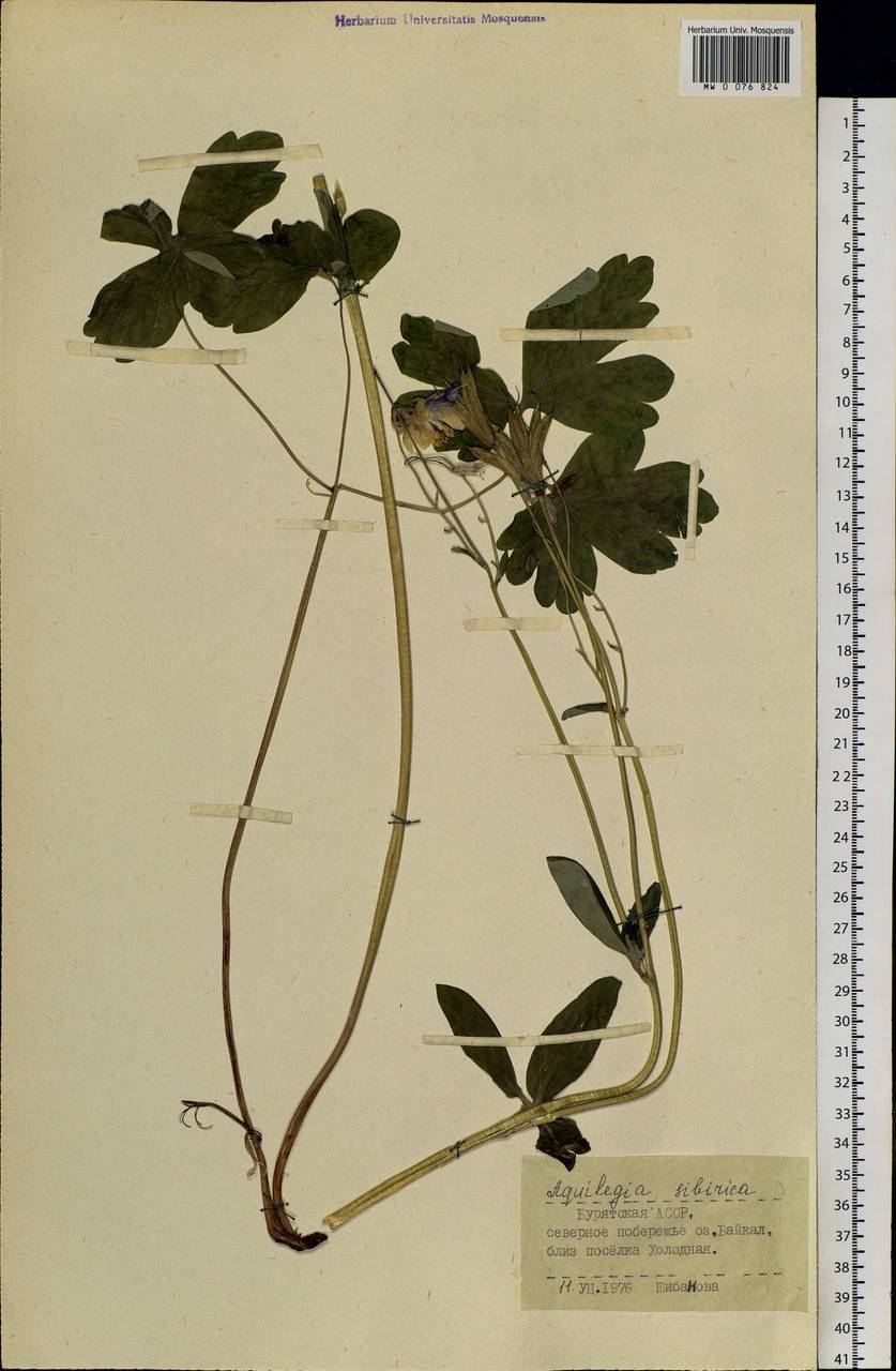 Aquilegia sibirica Lam., Siberia, Baikal & Transbaikal region (S4) (Russia)