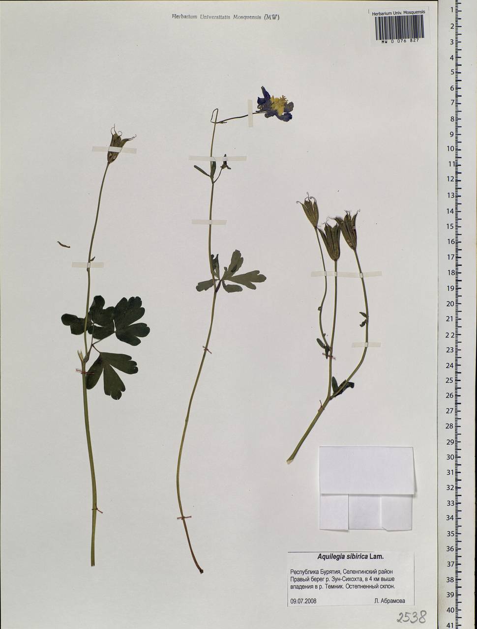 Aquilegia sibirica Lam., Siberia, Baikal & Transbaikal region (S4) (Russia)