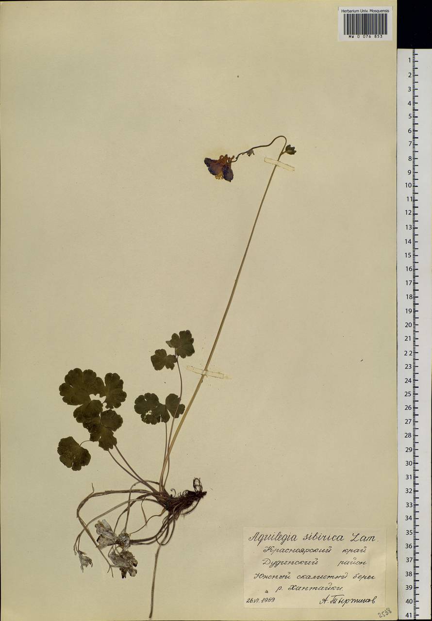 Aquilegia sibirica Lam., Siberia, Central Siberia (S3) (Russia)