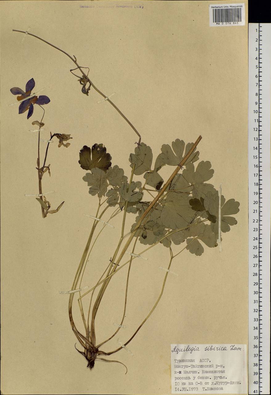 Aquilegia sibirica Lam., Siberia, Altai & Sayany Mountains (S2) (Russia)