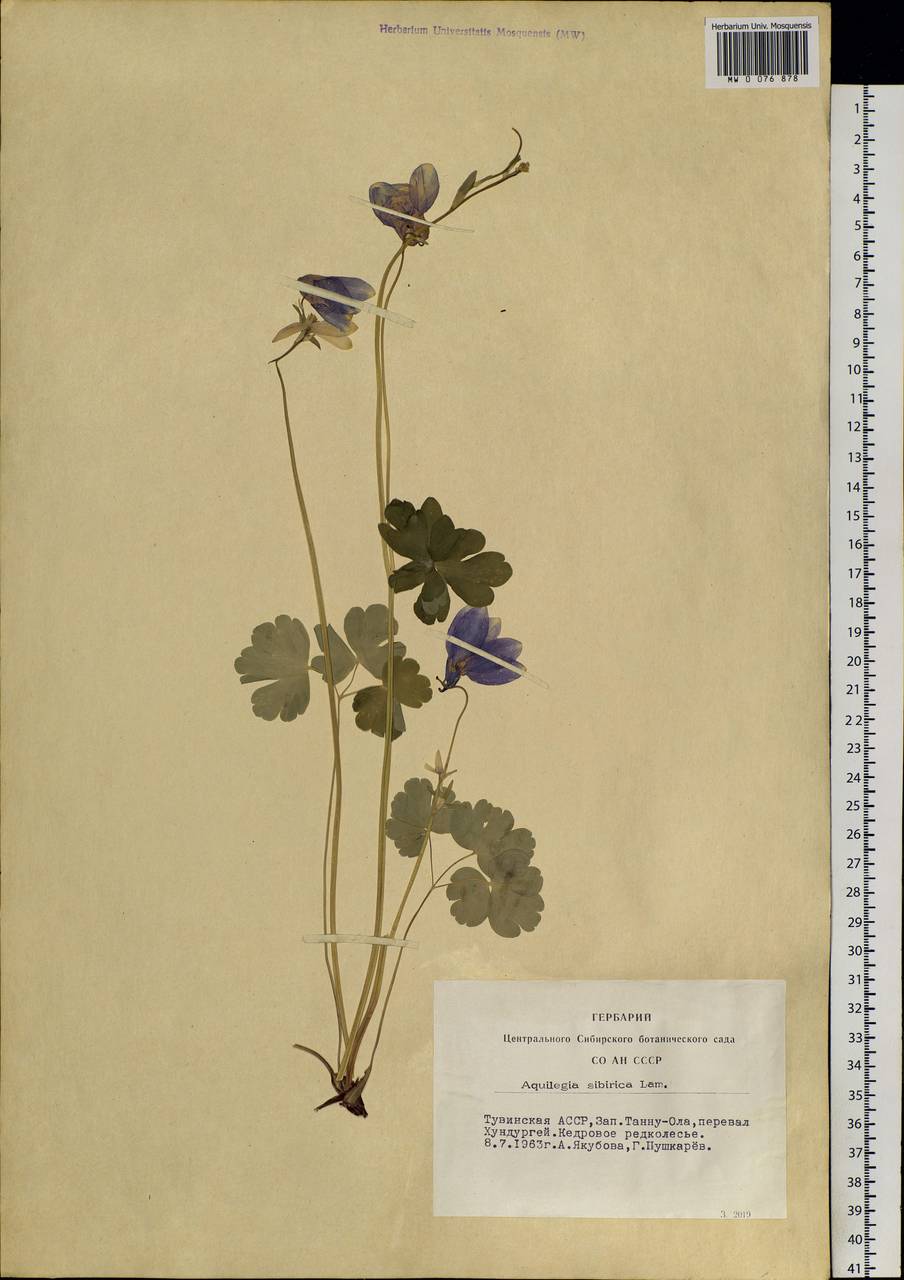 Aquilegia sibirica Lam., Siberia, Altai & Sayany Mountains (S2) (Russia)