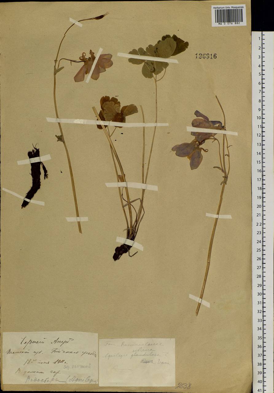 Aquilegia sibirica Lam., Siberia, Altai & Sayany Mountains (S2) (Russia)